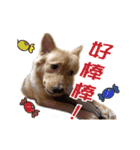 Dog Golden~（個別スタンプ：19）