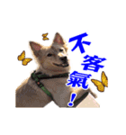 Dog Golden~（個別スタンプ：20）