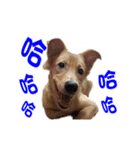 Dog Golden~（個別スタンプ：21）