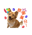 Dog Golden~（個別スタンプ：22）