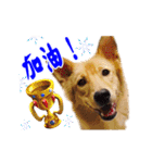 Dog Golden~（個別スタンプ：23）