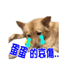 Dog Golden~（個別スタンプ：24）