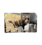 保護猫家（個別スタンプ：1）