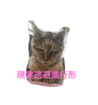 保護猫家（個別スタンプ：4）