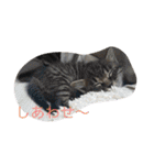 保護猫家（個別スタンプ：6）
