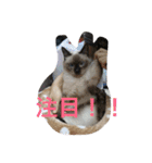 保護猫家（個別スタンプ：7）