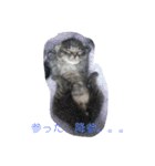 保護猫家（個別スタンプ：8）