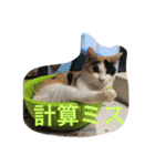 保護猫家（個別スタンプ：10）