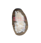 保護猫家（個別スタンプ：14）