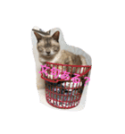 保護猫家（個別スタンプ：15）