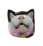 保護猫家（個別スタンプ：16）