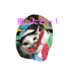 保護猫家（個別スタンプ：17）