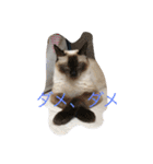 保護猫家（個別スタンプ：18）