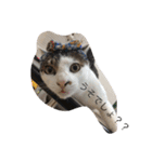 保護猫家（個別スタンプ：21）