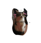保護猫家（個別スタンプ：22）