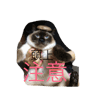 保護猫家（個別スタンプ：23）