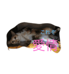保護猫家（個別スタンプ：24）