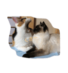 保護猫家（個別スタンプ：27）