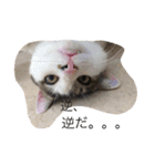 保護猫家（個別スタンプ：28）