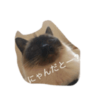 保護猫家（個別スタンプ：29）