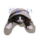 保護猫家（個別スタンプ：30）