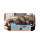 保護猫家（個別スタンプ：31）