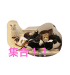 保護猫家（個別スタンプ：32）
