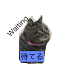 シャルメール（個別スタンプ：3）