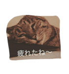 シャルメール（個別スタンプ：5）