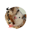 佐野家の関西弁はむちゃんず（個別スタンプ：1）