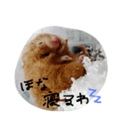 佐野家の関西弁はむちゃんず（個別スタンプ：2）