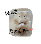 佐野家の関西弁はむちゃんず（個別スタンプ：5）