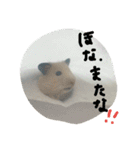 佐野家の関西弁はむちゃんず（個別スタンプ：16）