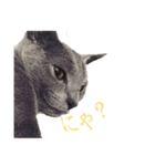 Russian Blue yozora（個別スタンプ：1）