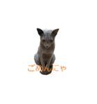 Russian Blue yozora（個別スタンプ：2）