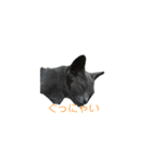 Russian Blue yozora（個別スタンプ：3）
