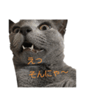 Russian Blue yozora（個別スタンプ：4）