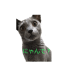 Russian Blue yozora（個別スタンプ：5）