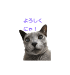 Russian Blue yozora（個別スタンプ：6）