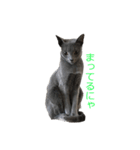Russian Blue yozora（個別スタンプ：8）