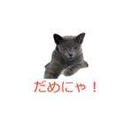Russian Blue yozora（個別スタンプ：9）