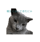 Russian Blue yozora（個別スタンプ：10）