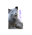 Russian Blue yozora（個別スタンプ：12）
