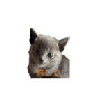 Russian Blue yozora（個別スタンプ：13）