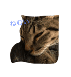 ルーシーラブ（個別スタンプ：1）