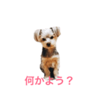 ミントちゃんスタンプ（個別スタンプ：1）