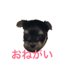 ミントちゃんスタンプ（個別スタンプ：2）