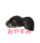 ミントちゃんスタンプ（個別スタンプ：3）