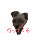 ミントちゃんスタンプ（個別スタンプ：4）