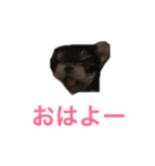 ミントちゃんスタンプ（個別スタンプ：6）